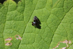 Paraphidippus aurantius