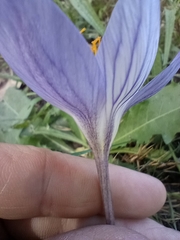 Crocus speciosus