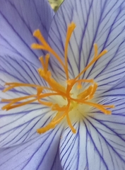 Crocus speciosus