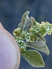 Amaranthus obcordatus