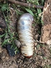 Strategus aloeus