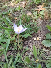 Crocus speciosus
