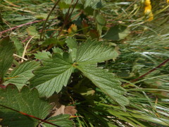 Potentilla grandiflora