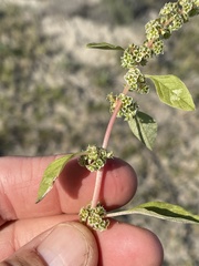 Amaranthus obcordatus