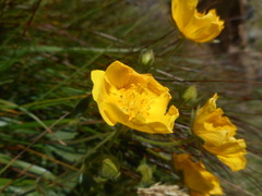 Potentilla grandiflora