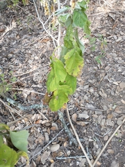 Verbesina virginica