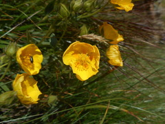 Potentilla grandiflora