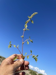 Amaranthus obcordatus