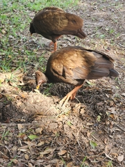 Megapodius reinwardt tumulus