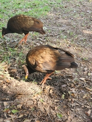 Megapodius reinwardt tumulus