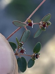 Euphorbia vizcainensis