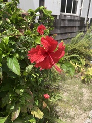 Hibiscus × archeri
