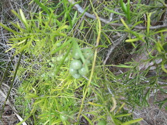 Asparagus aethiopicus