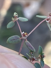 Euphorbia vizcainensis