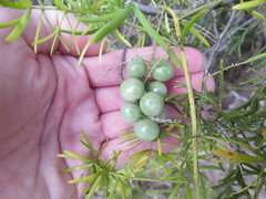 Asparagus aethiopicus