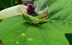 Rhammatocerus viatorius