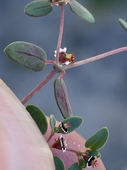 Euphorbia vizcainensis