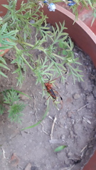 Compsocerus violaceus