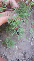 Compsocerus violaceus