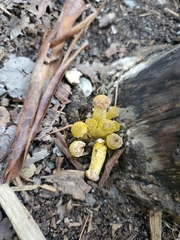 Physalacriaceae