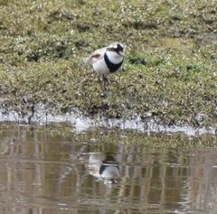 Elseyornis melanops