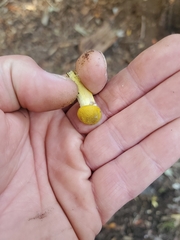 Physalacriaceae