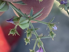 Fagonia villosa