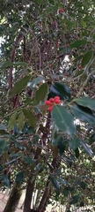 Ilex aquifolium