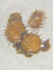Scutellinia setosa