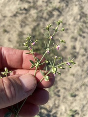 Fagonia villosa