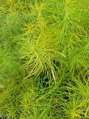 Amsonia hubrichtii