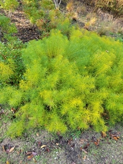 Amsonia hubrichtii