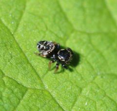 Paraphidippus aurantius