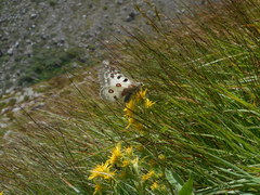 Parnassius phoebus