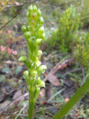 Microtis arenaria