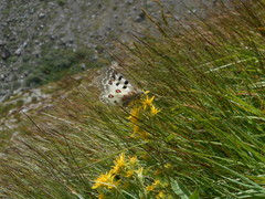 Parnassius phoebus
