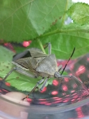 Pachylis nervosus