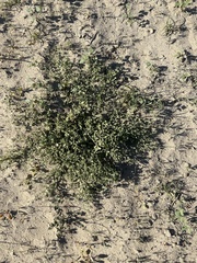 Fagonia villosa