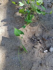 Calystegia occidentalis