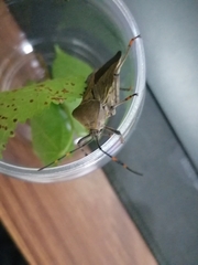 Pachylis nervosus