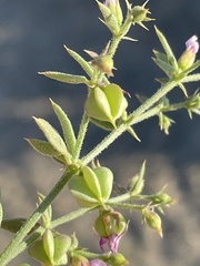 Fagonia villosa