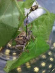 Pachylis nervosus