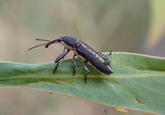 Rhinotia