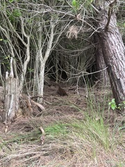 Gallirallus australis australis