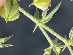 Fagonia villosa