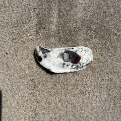 Crassostrea virginica