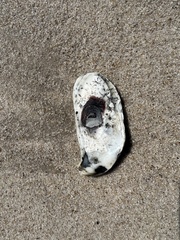 Crassostrea virginica