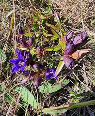 Gentiana puberulenta