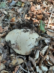 Caloboletus marshii
