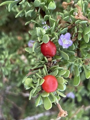 Lycium brevipes